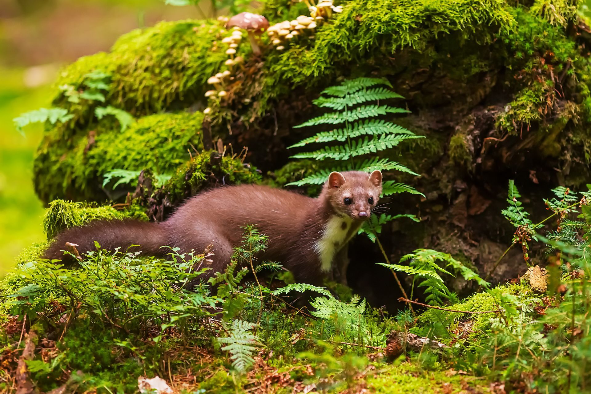 Une martre des pins européenne à la fourrure brune et à la poitrine blanche.