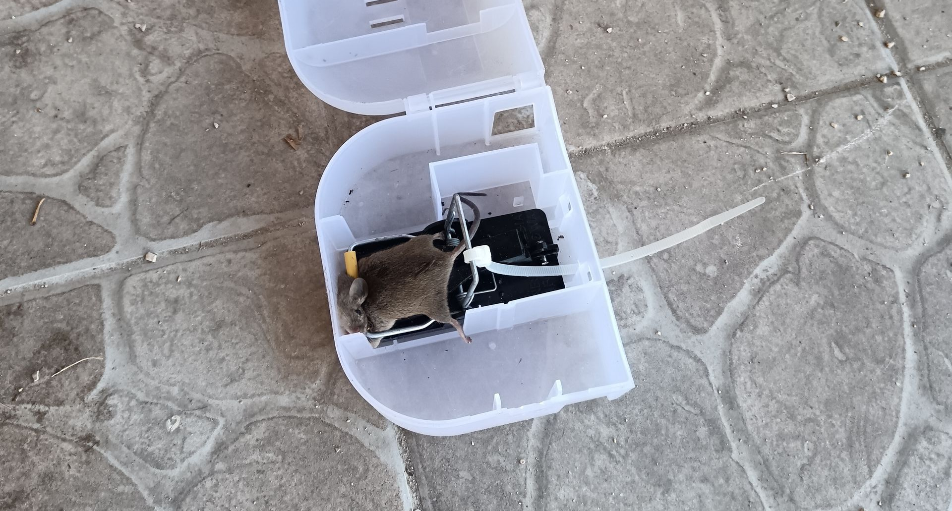Une souris dans un piège mécanique.