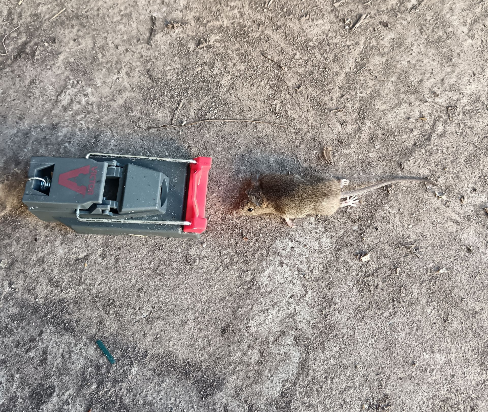 Souris capturée dans un piège à ressort en plastique sur une surface en terre.