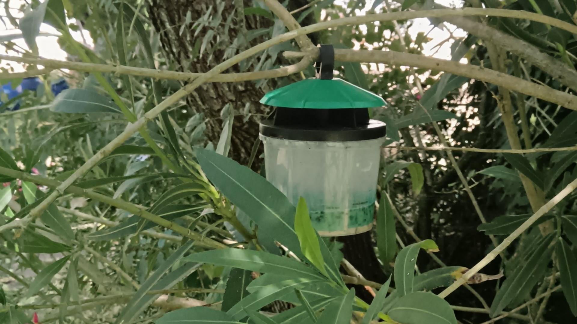 Guêpes jaunes et noires rampant sur des planches de bois, entrant dans une crevasse.