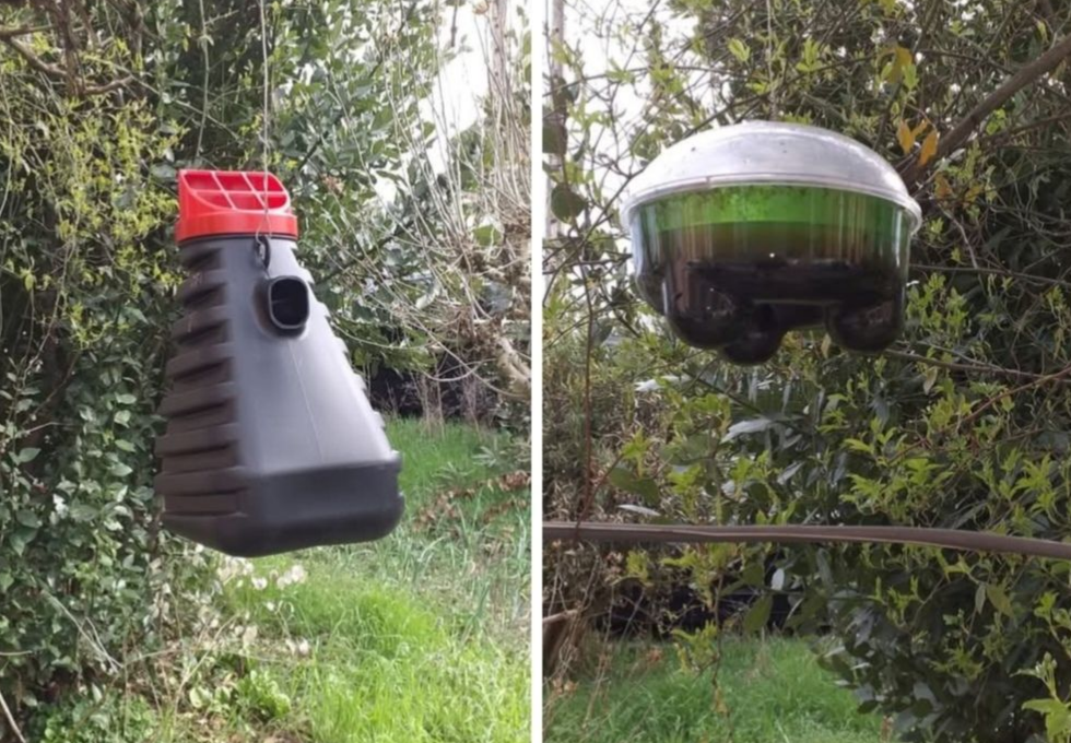 Deux pièges à insectes suspendus.