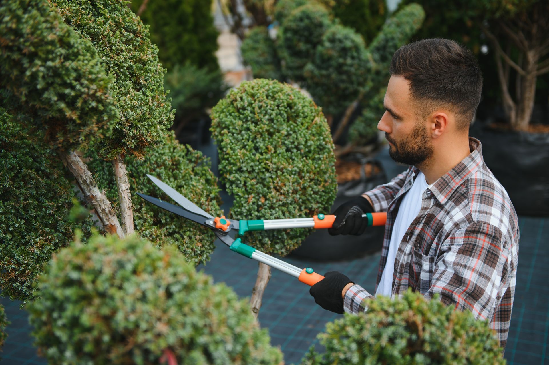 Un paysagiste qui taille un buisson à l'aide d'une cisaille.