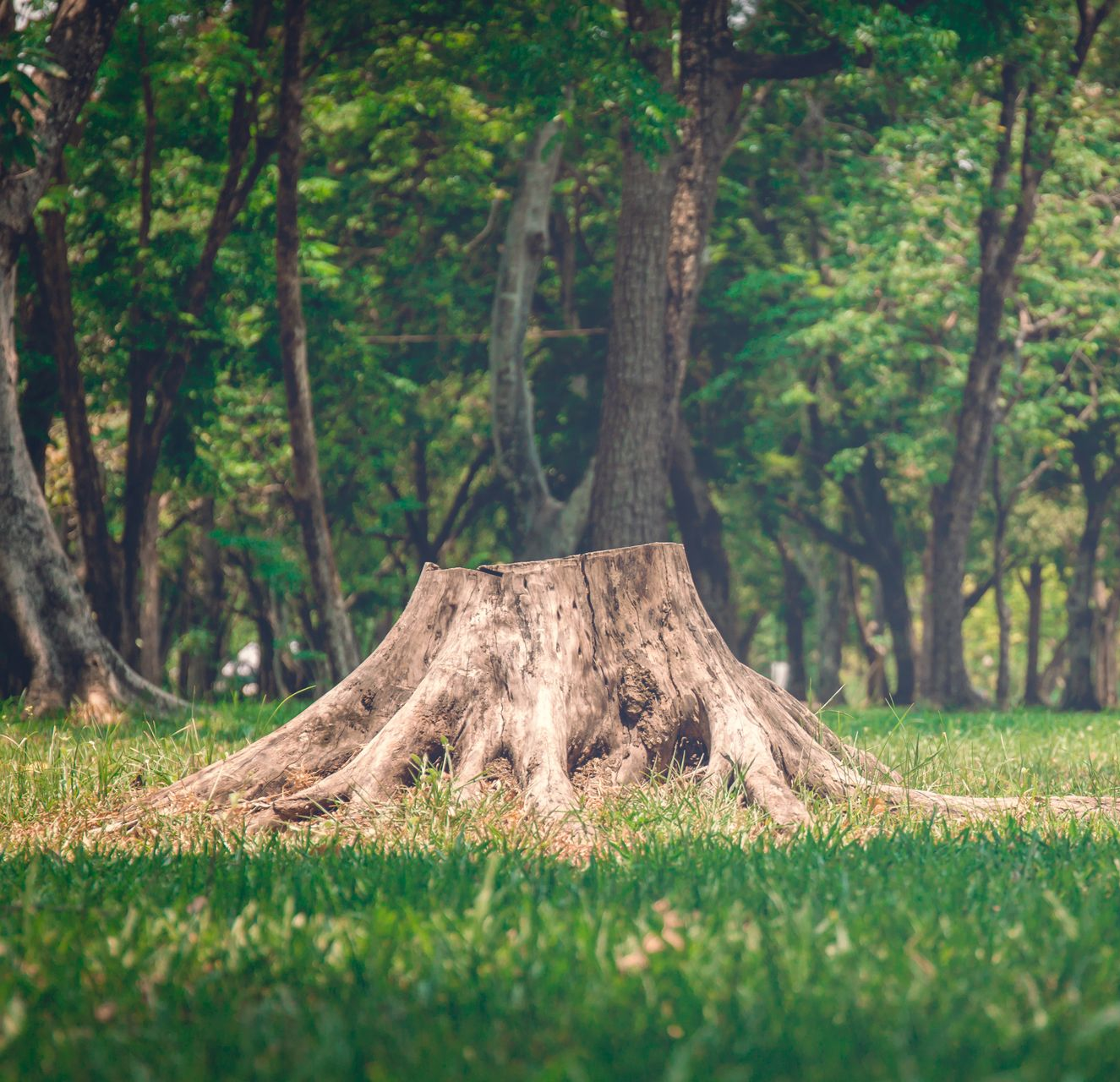 Une souche d'arbre.