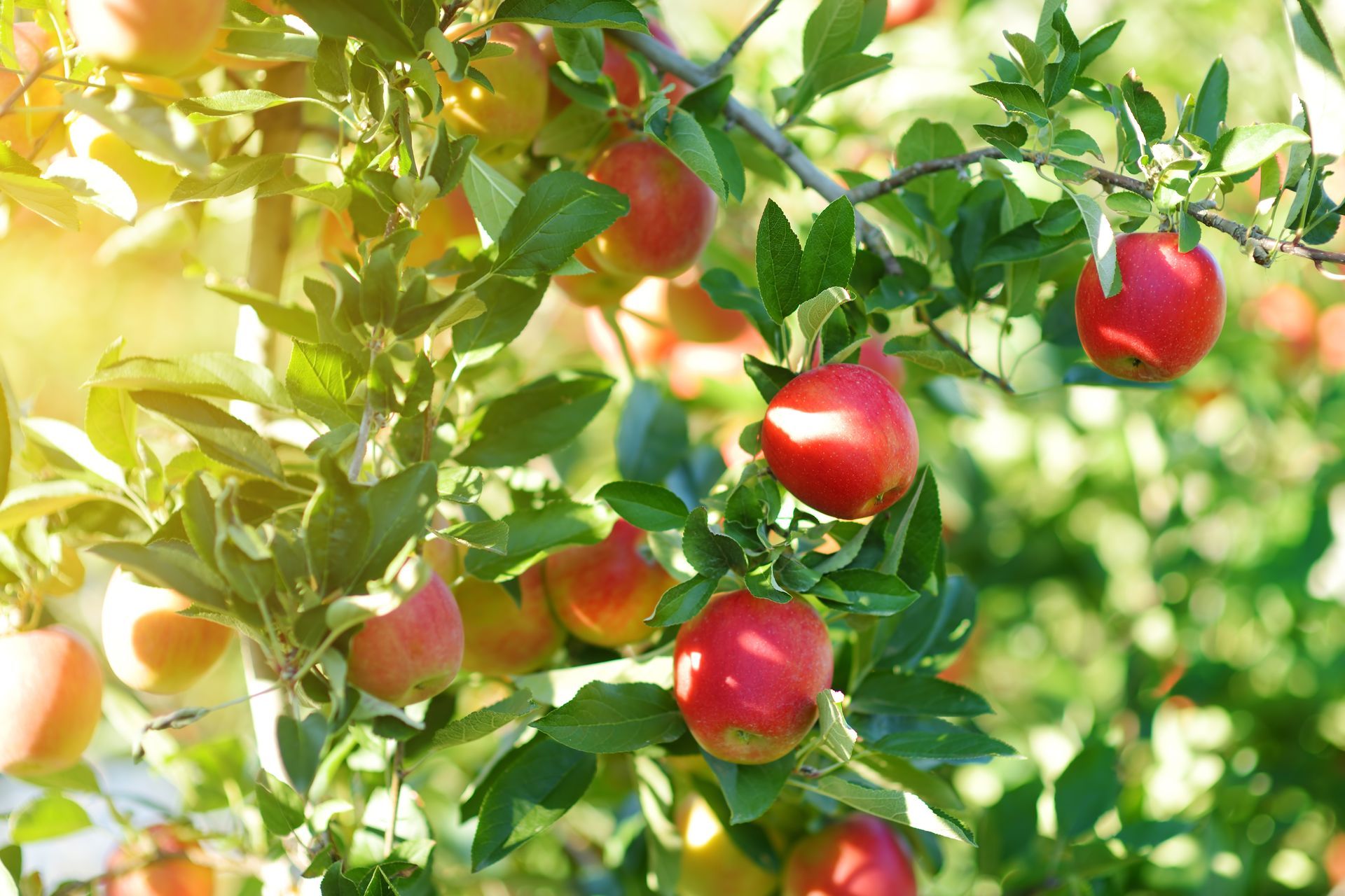 Des pommes dans un pommier.