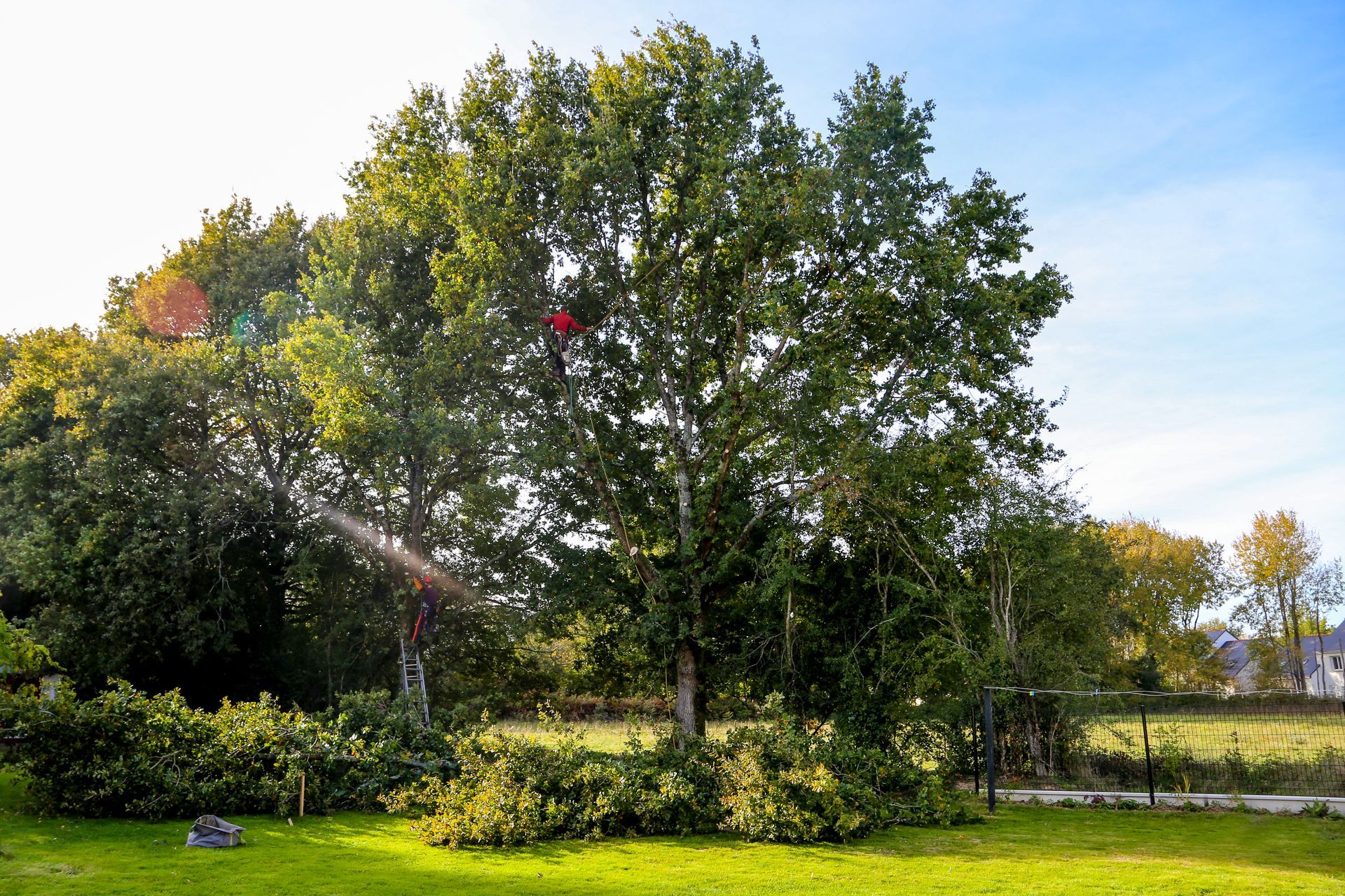Un élagueur dans un arbre avec des branches coupées au sol.