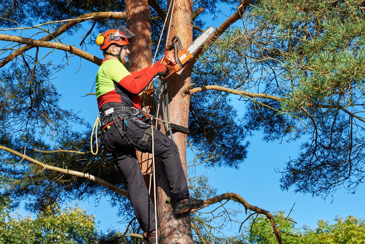 Un élagueur qui taille des branches d'arbres à l'aide d'une tronçonneuse.