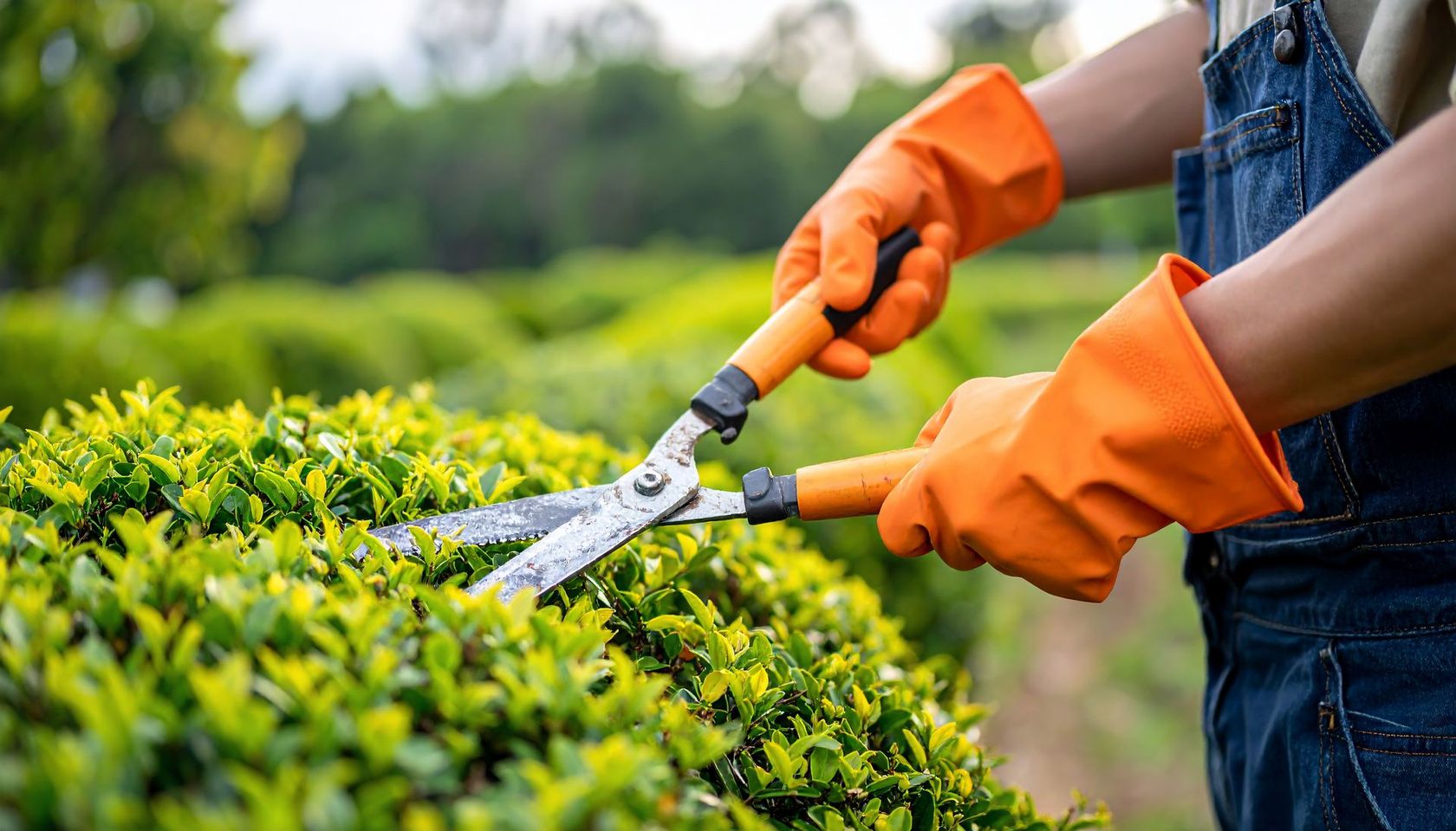 Un paysagiste qui taille un buisson avec une cisaille.