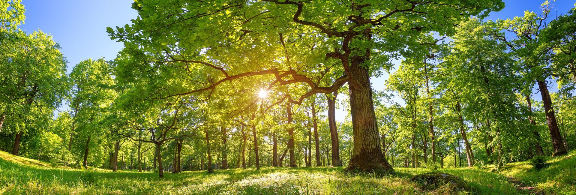 Des arbres en bonne santé.