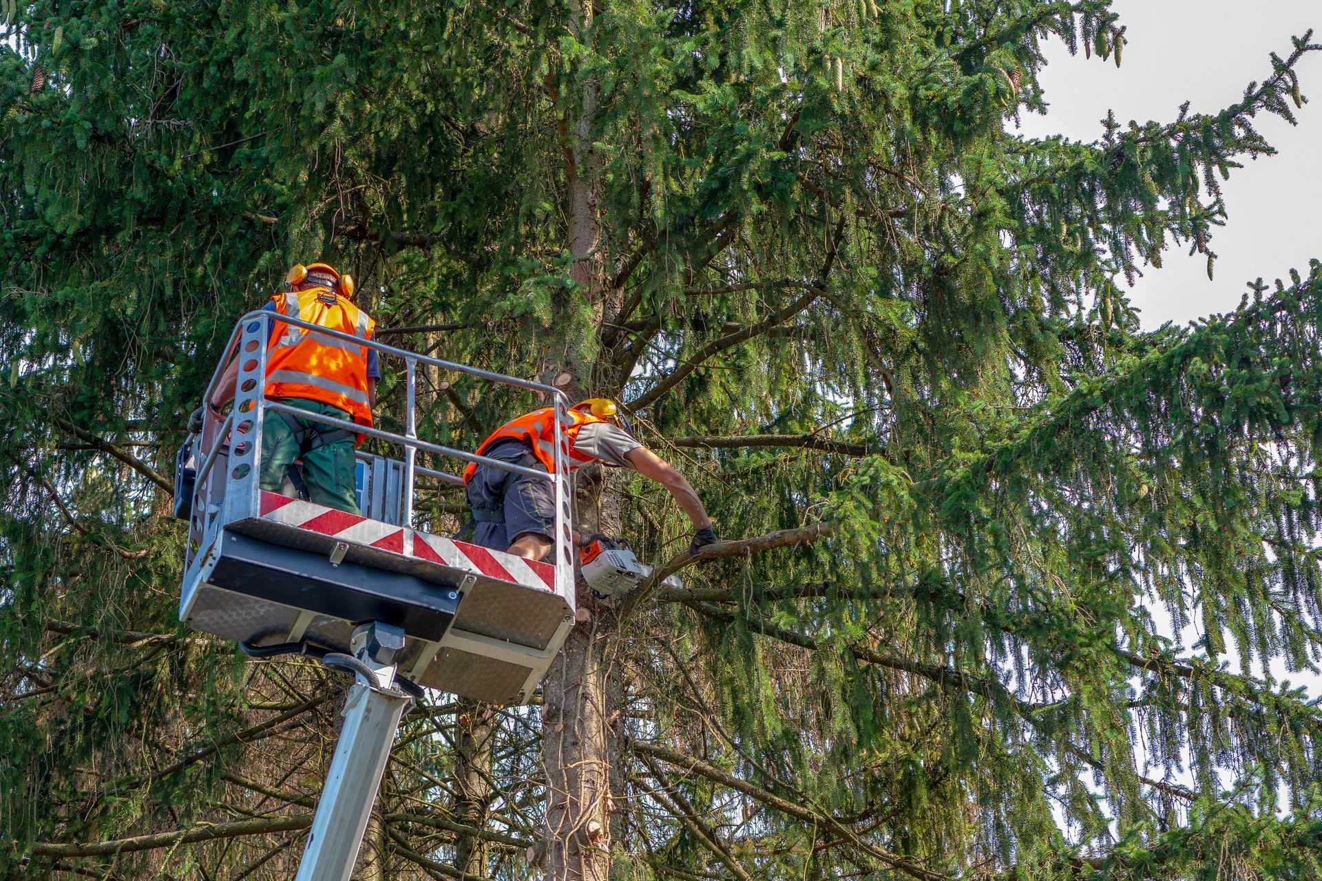 Des élagueurs dans une nacelle qui coupent les branches d'un sapin.