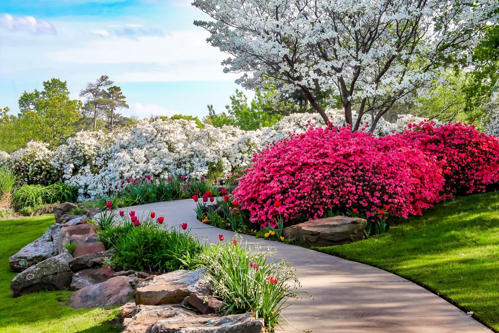 Un jardin avec des fleurs fuchsias et blanches.