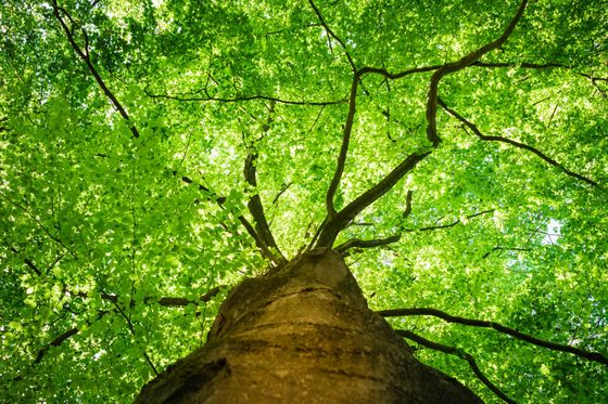 Un arbre feuillu vu d'en-dessous.