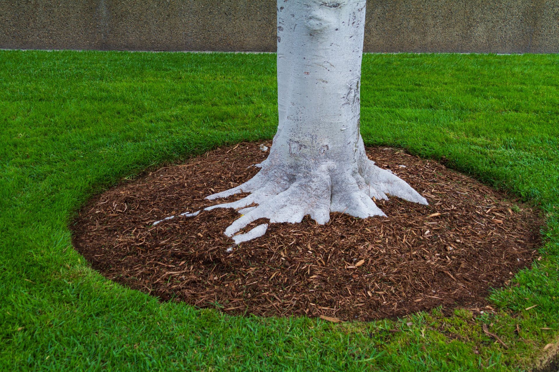 Du paillis au pied d'un arbre.