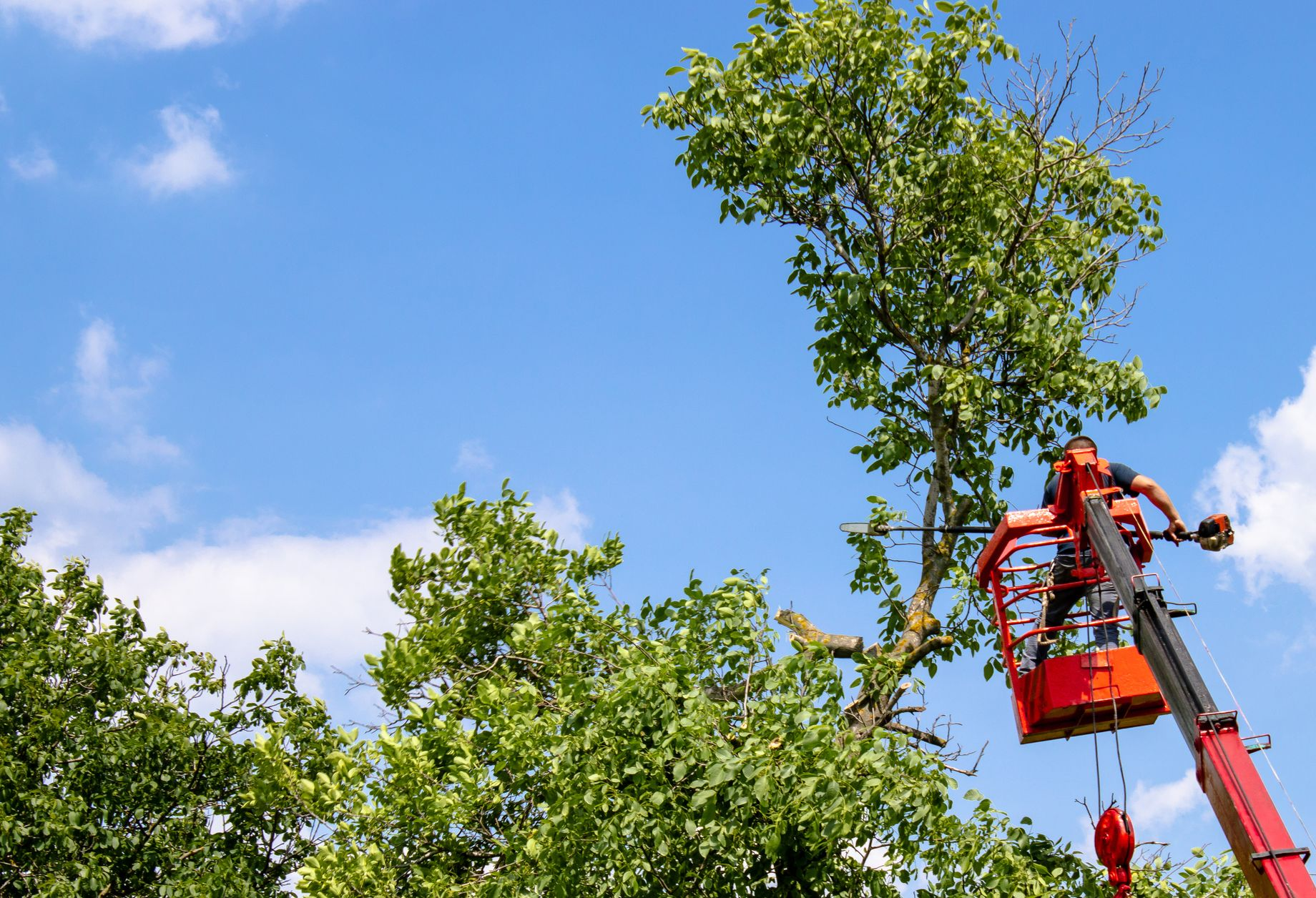 Un élagueur dans une nacelle qui taille la branche d'un arbre à l'aide d'une tronçonneuse.
