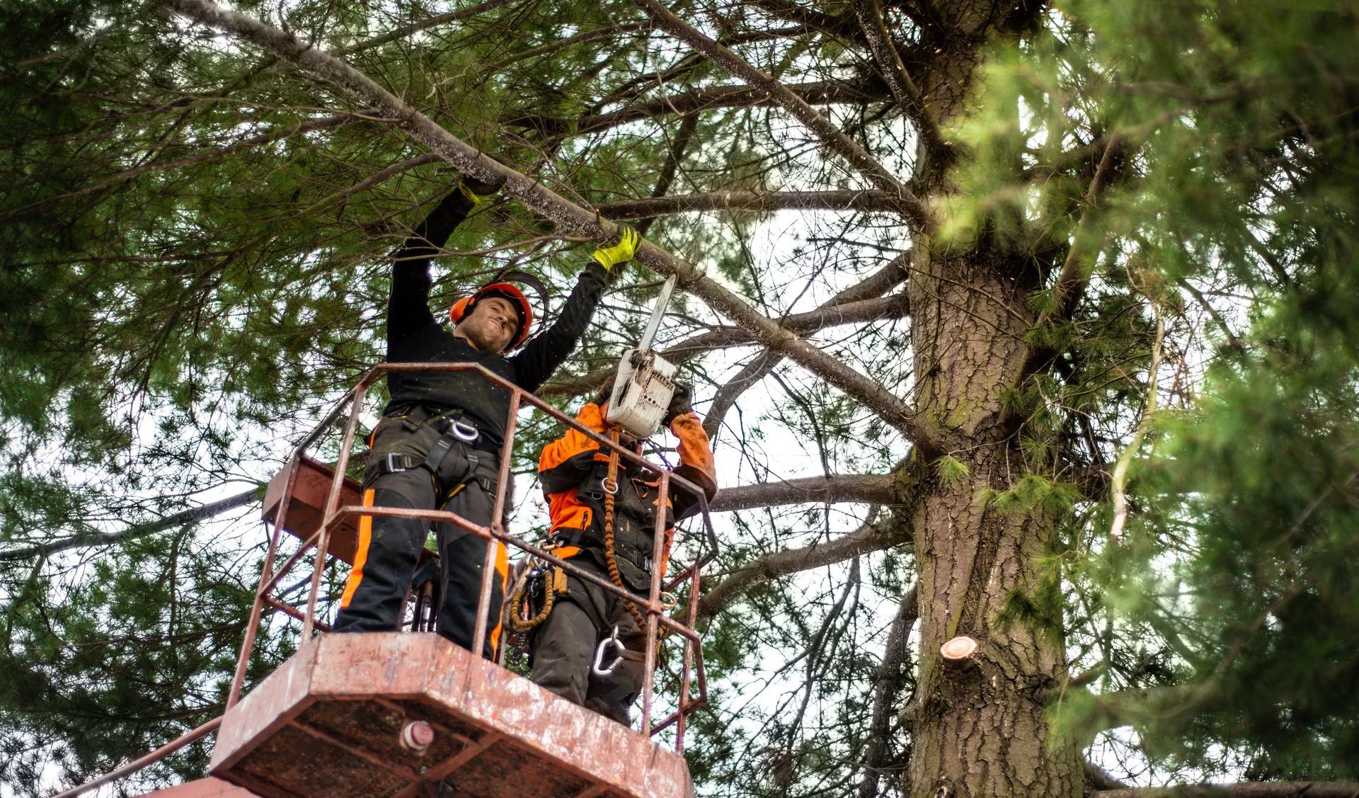 Des élagueurs sur une nacelle qui coupent des branches d'arbres.