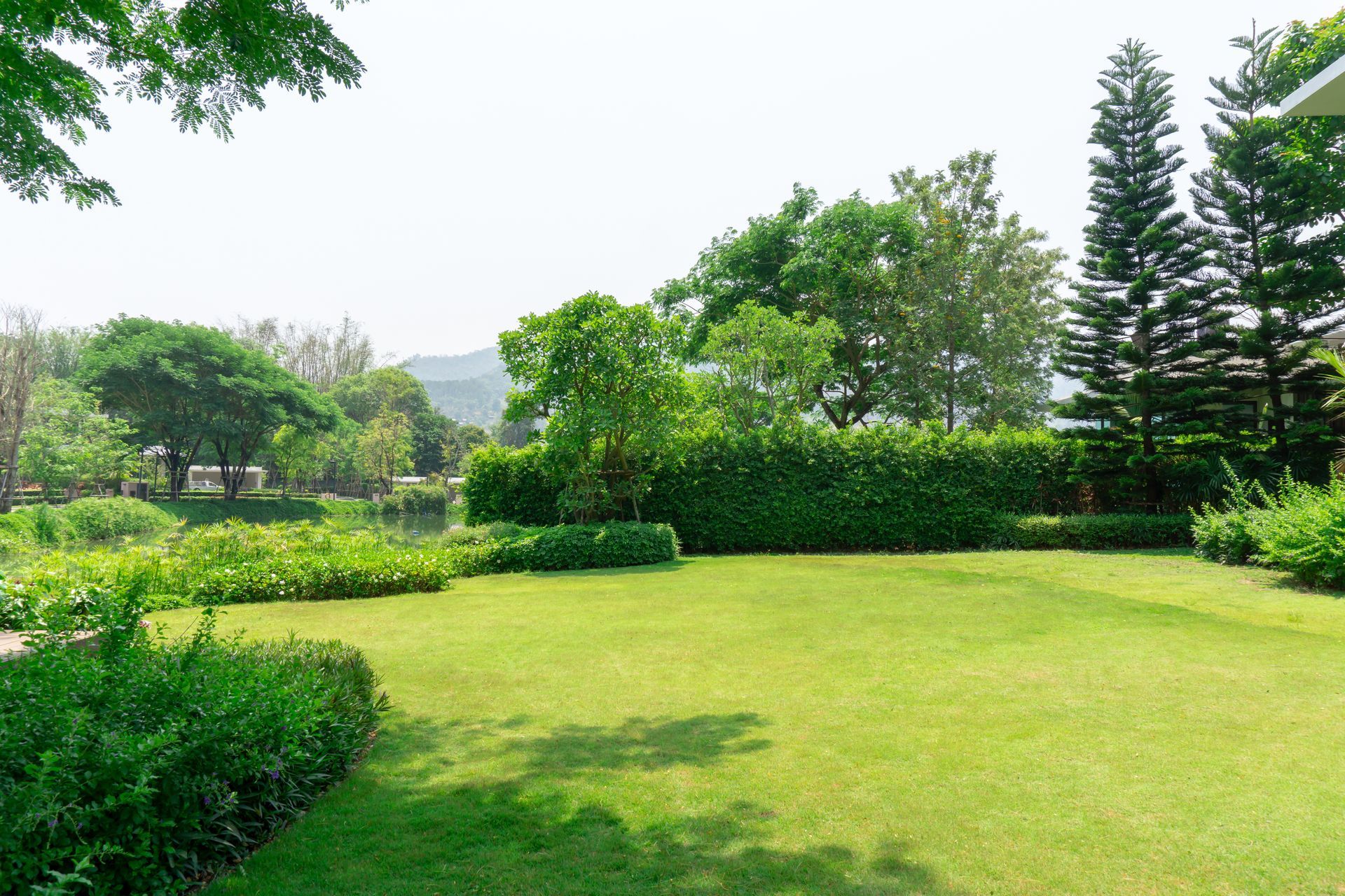 Un jardin avec des arbre feuillus et structurés.