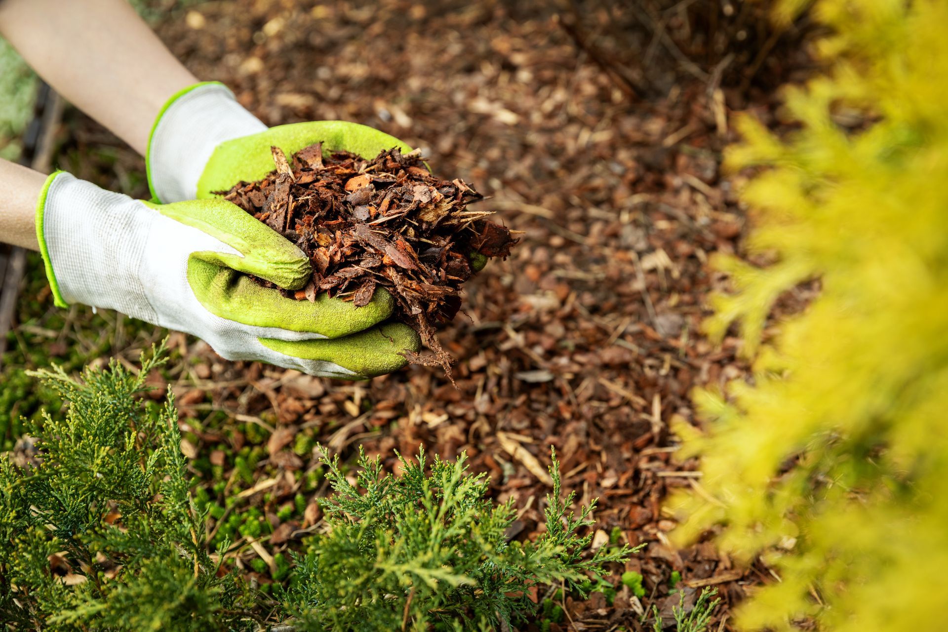 Un jardinier portant des gants de jardinage, tient dans ses mains du broyat.