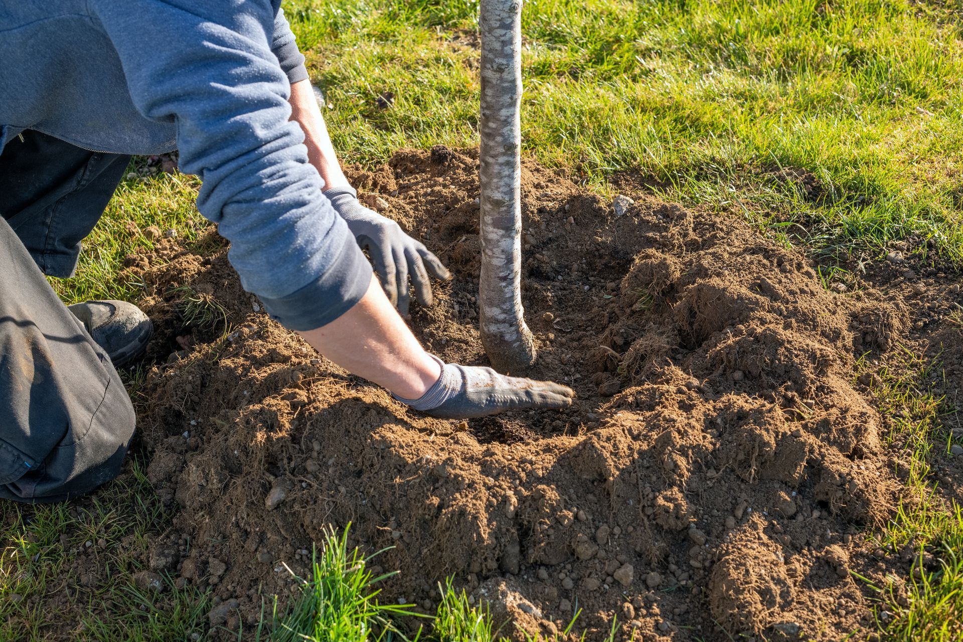 Un paysagiste qui plante un arbre en remettant de la terre au pied.