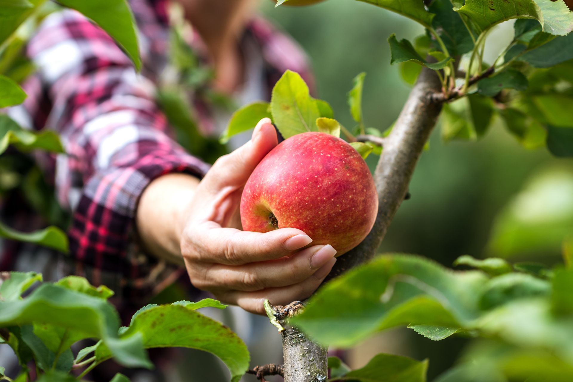 Une personne qui récolte une pomme.