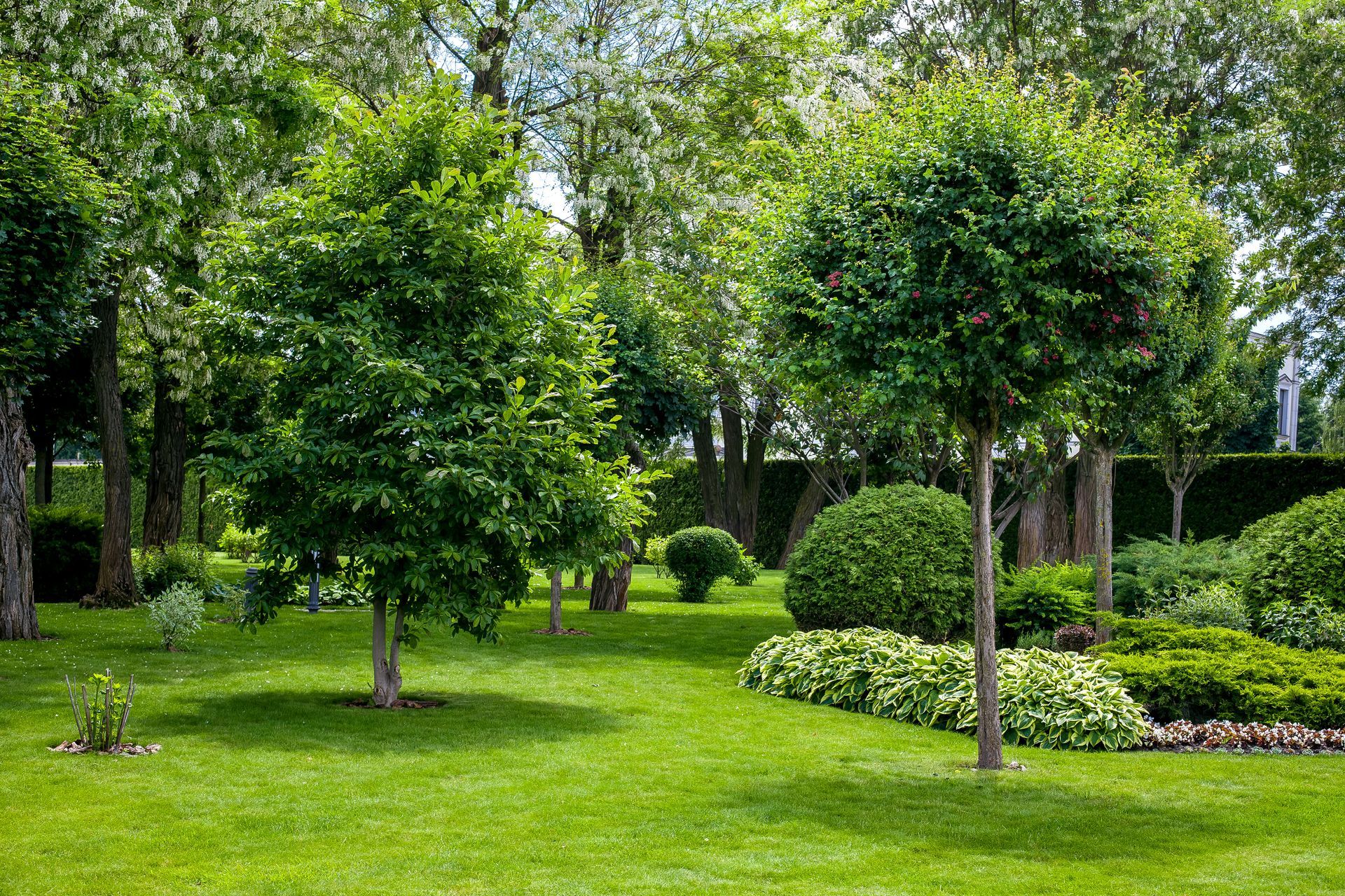 Des arbres dans un jardin.