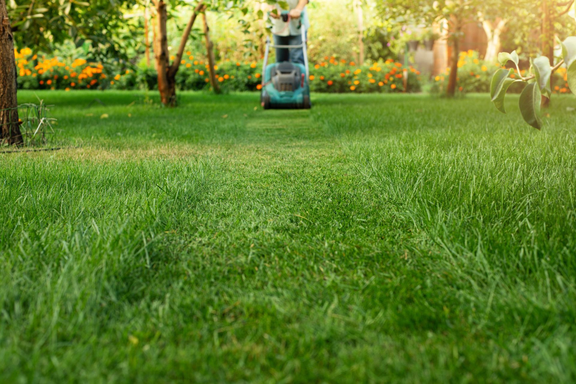 Gros plan sur une bande d'herbe fraîchement coupée.