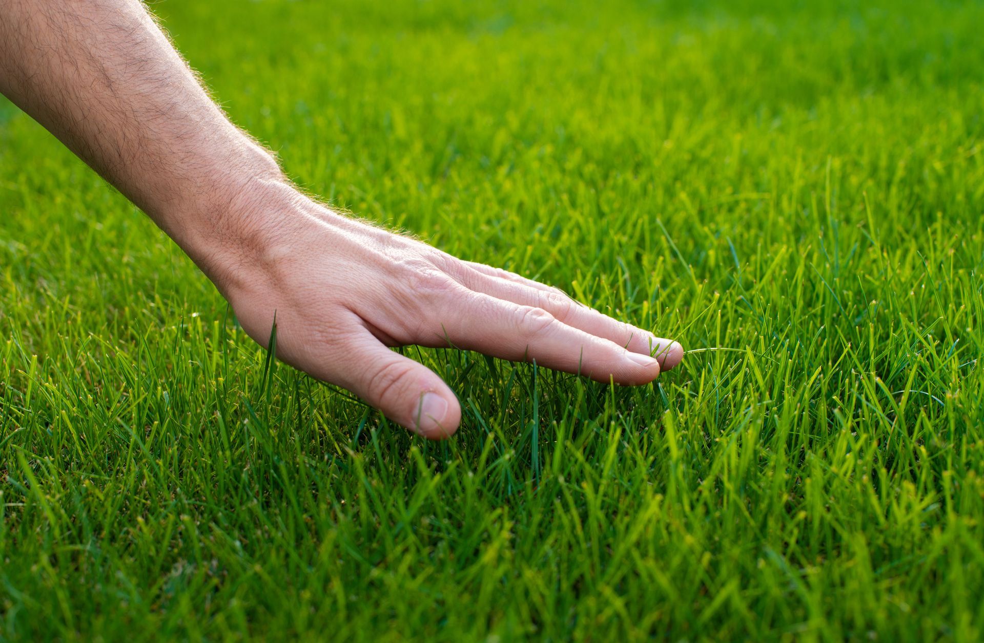 Une main qui touche de l'herbe.
