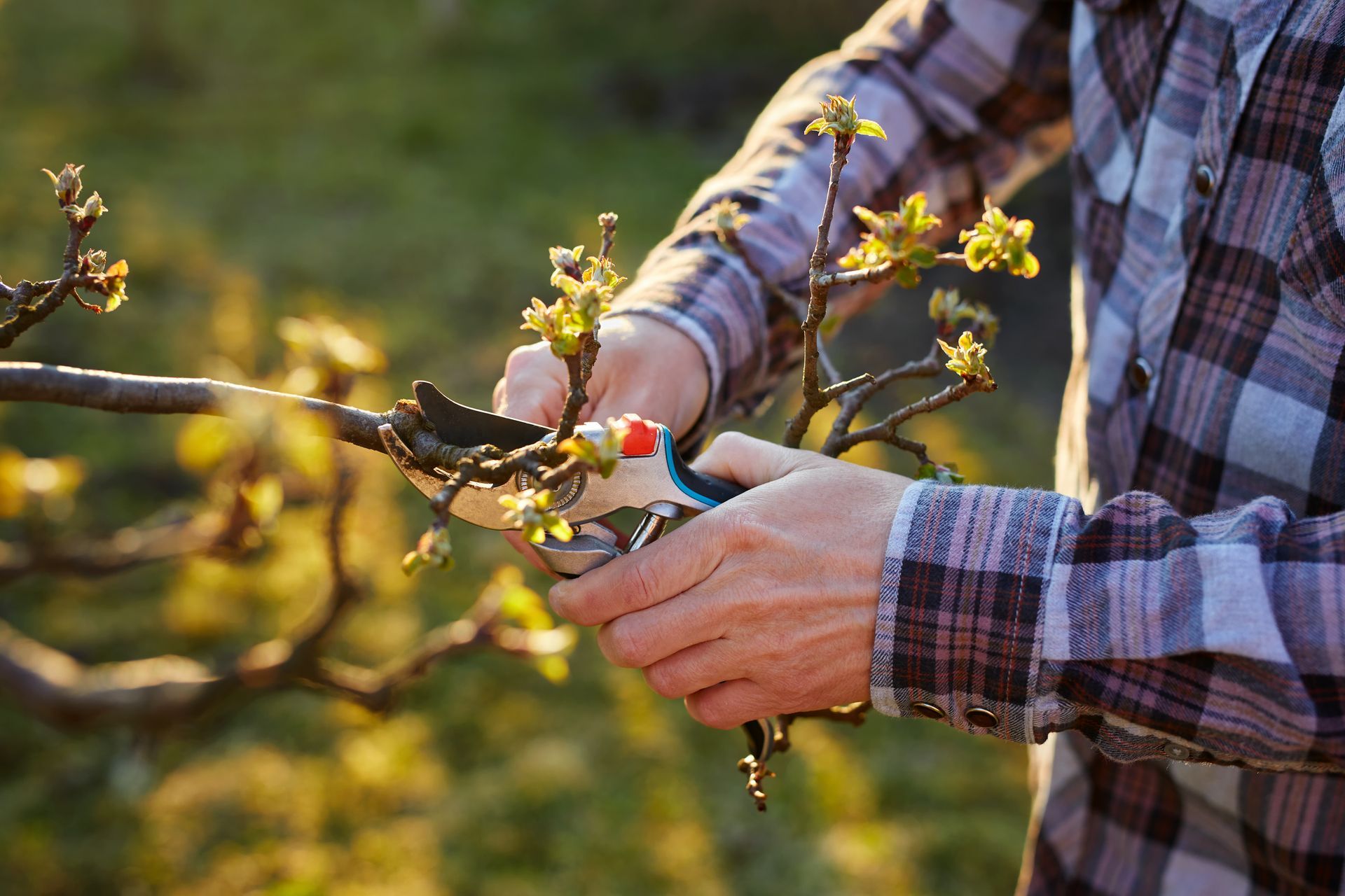 Un paysagiste qui taille la branche d'un arbre fruitier au sécateur.