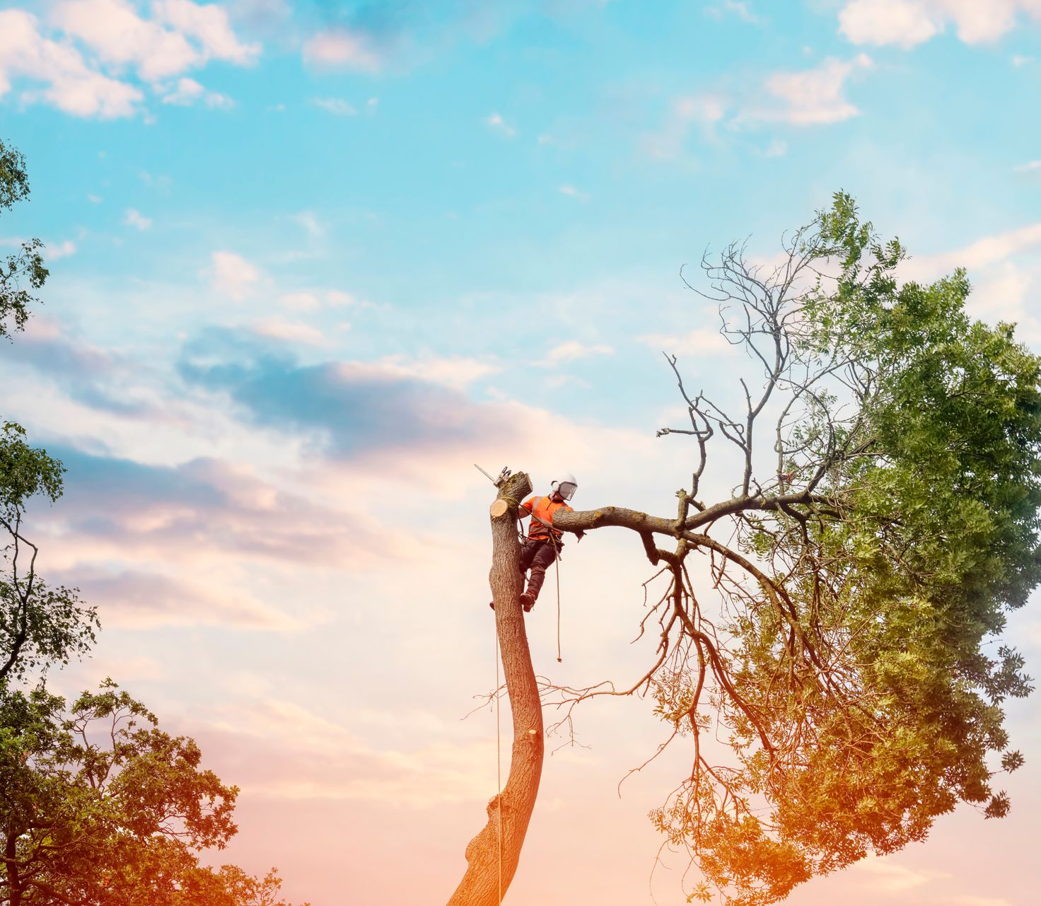 Un élagueur qui procède à l'abattage d'un arbre par démontage.