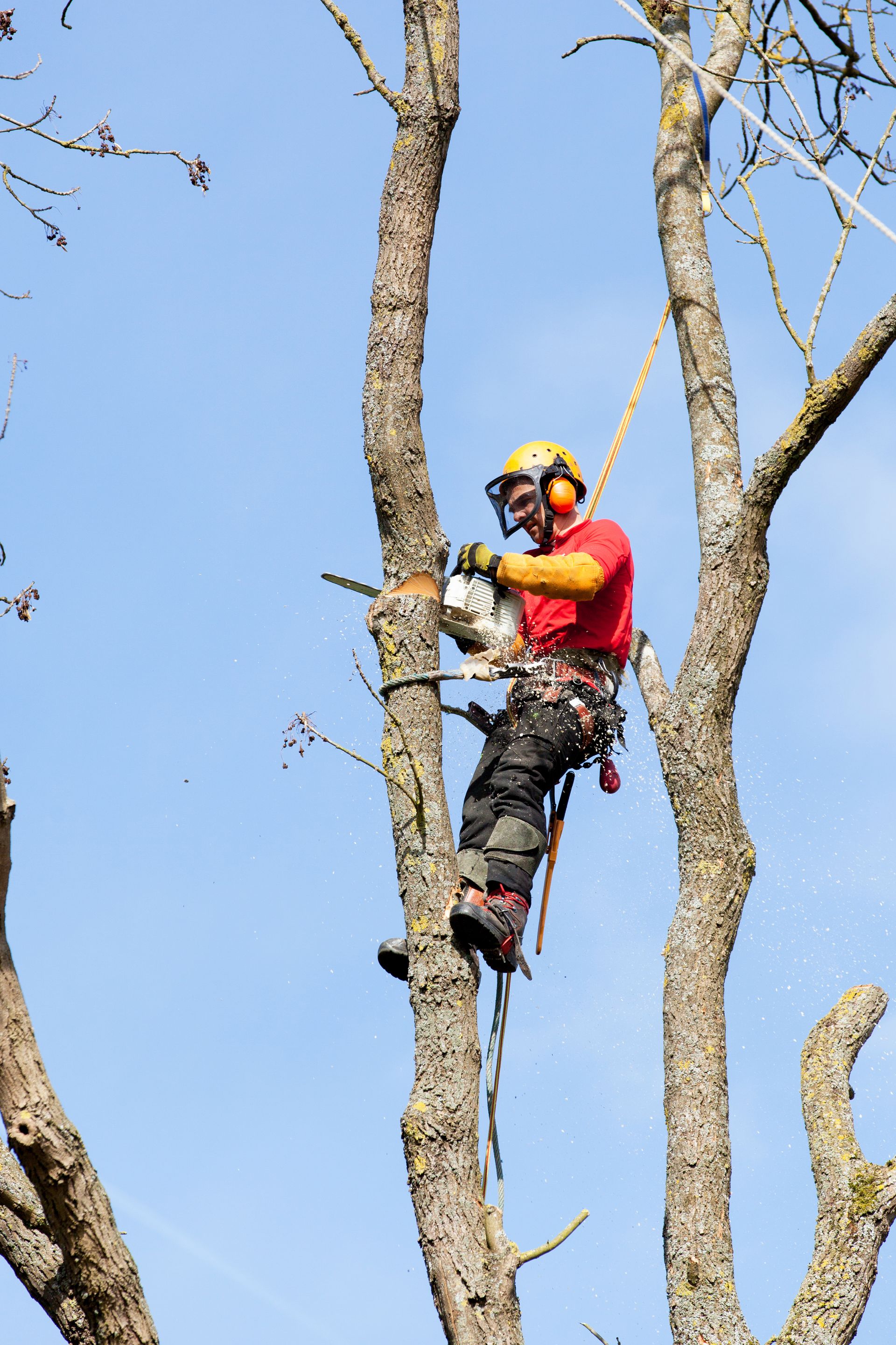 Un élagueur, vêtu d'une tenue de protection, grimpe à un arbre et coupe une branche à la tronçonneuse.