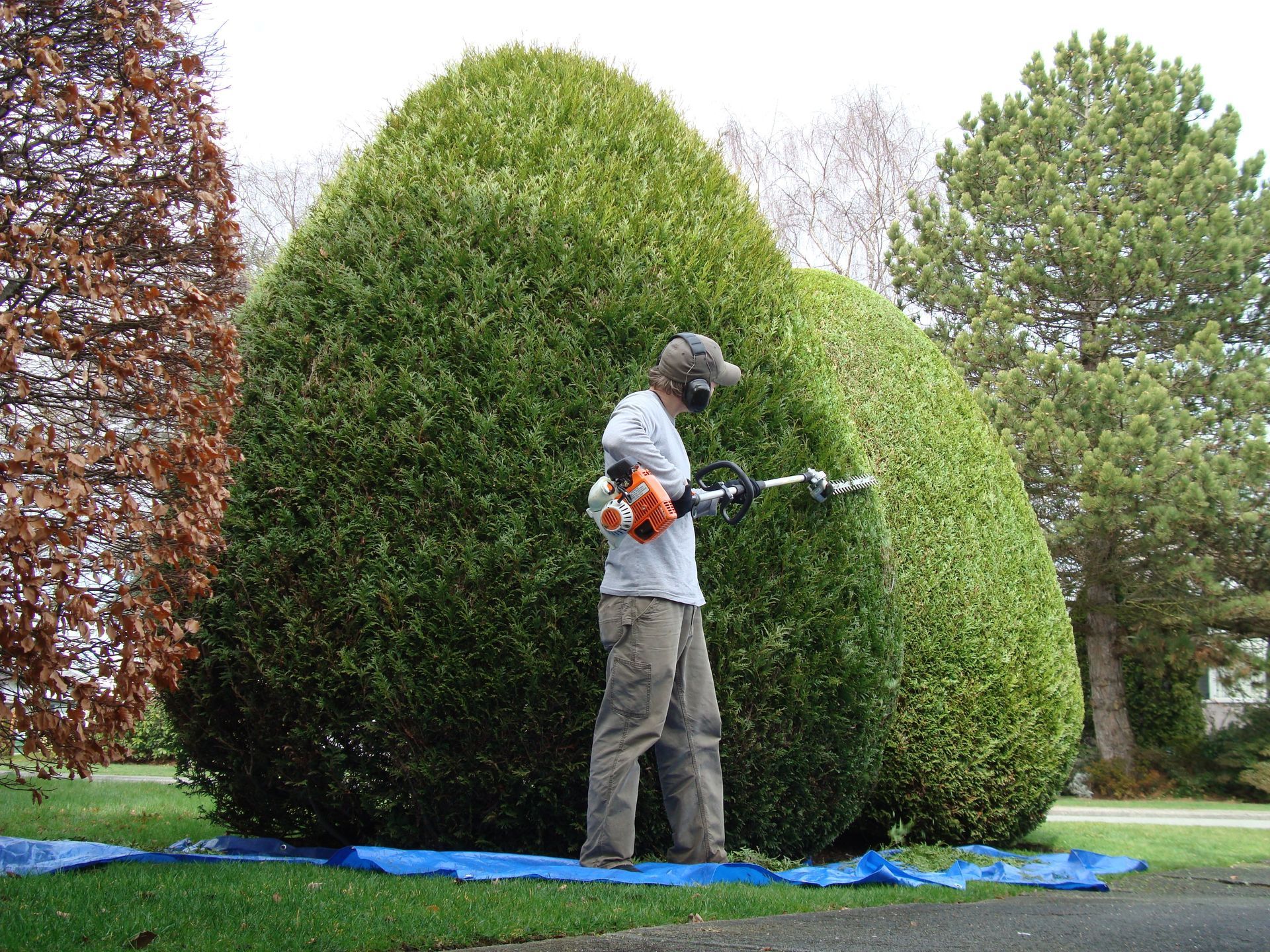 Un paysagiste qui taille un grand buisson à l'aide d'un taille-haie télescopique.