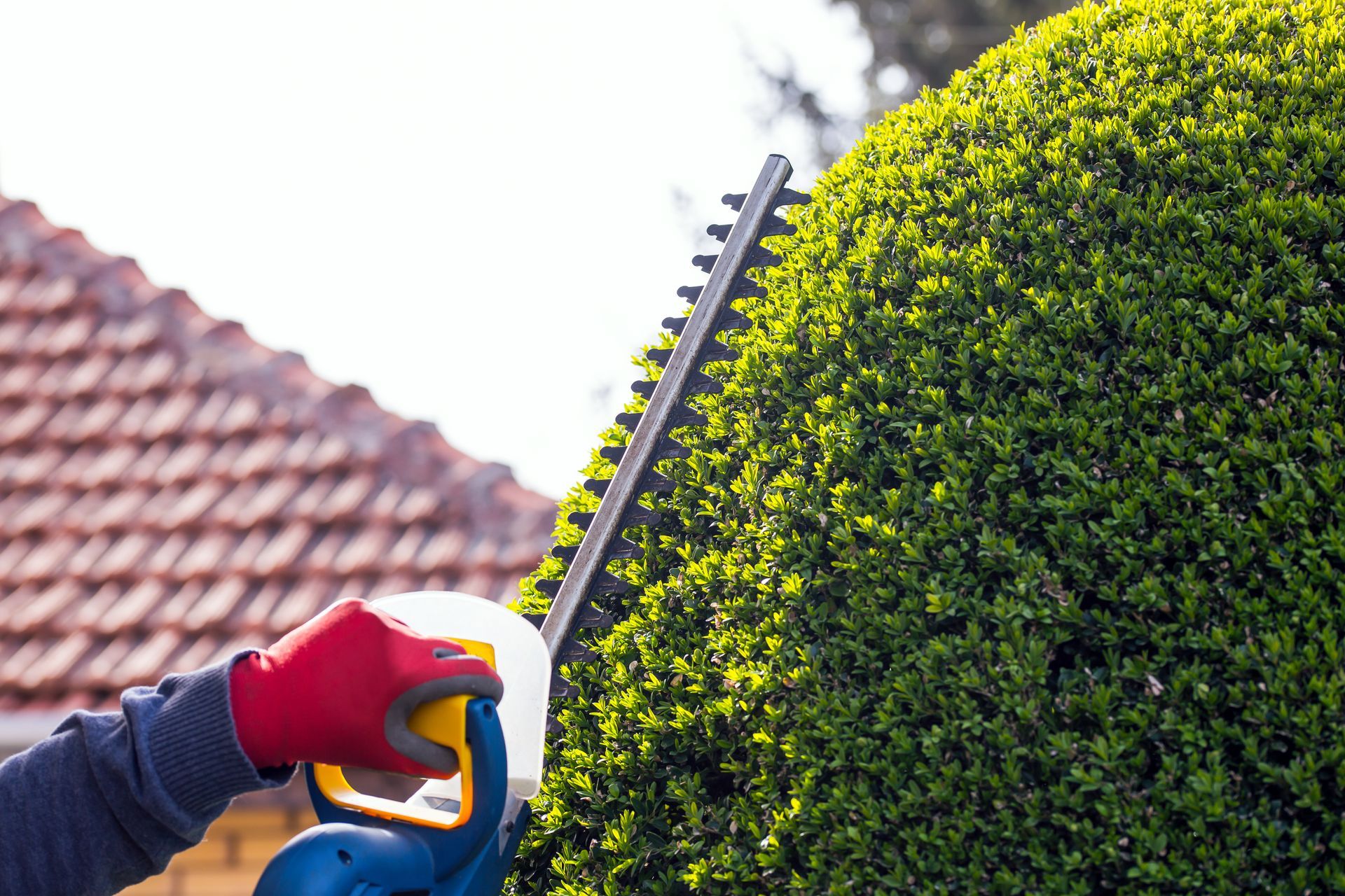 Un paysagiste qui taille un buisson avec un taille-haie.