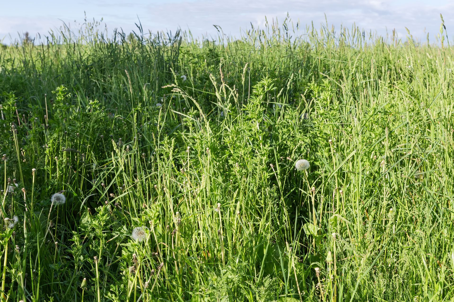 Des herbes hautes.