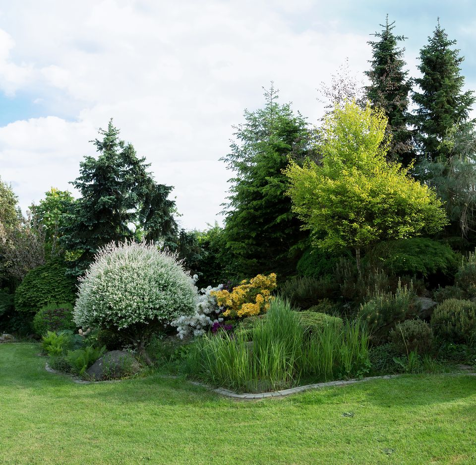 Un paysage avec des arbres et des fleurs.