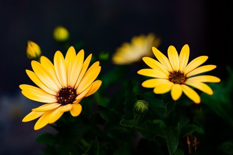 Olaf Sakuth Gelbe Blume