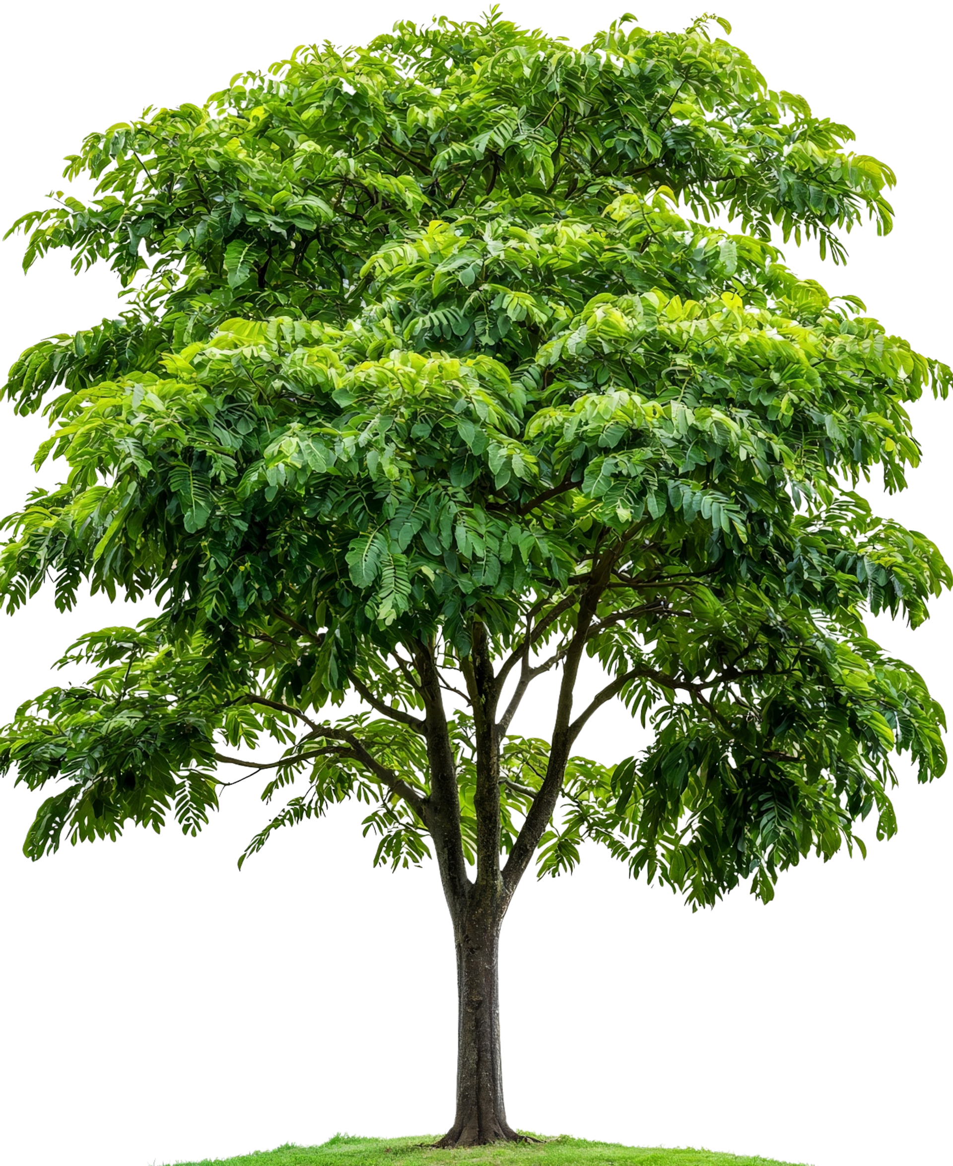 Arbre vert et feuillu au tronc brun, poussant sur un carré d'herbe.