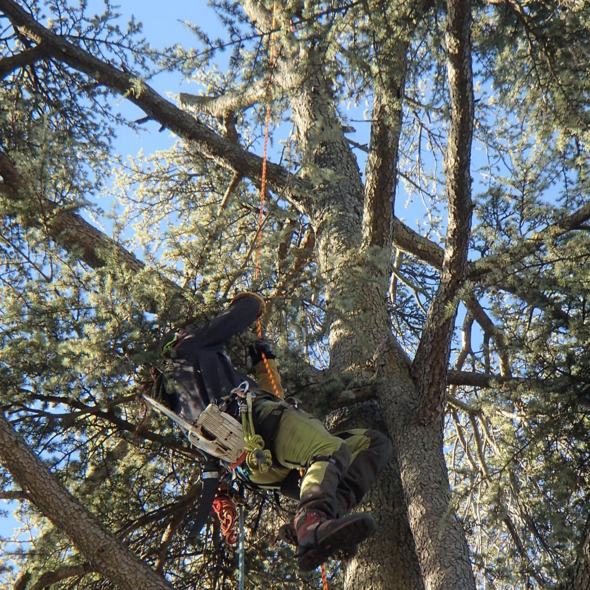 Un arboriste, perché dans un arbre, utilise des cordes et un harnais pour tailler des branches par une journée ensoleillée.