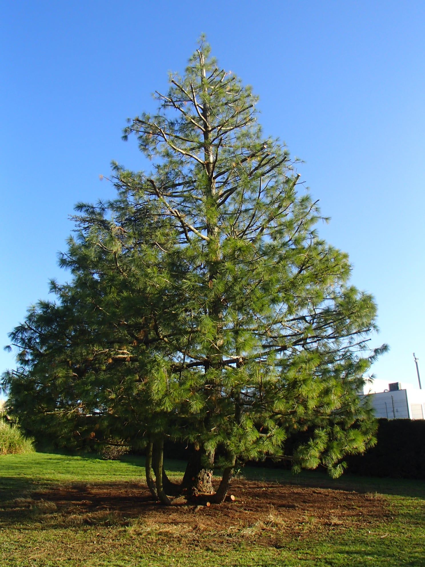 Grand arbre vert se détachant sur un ciel bleu clair, avec quelques branches mortes près du sommet et du paillis brun à sa base.
