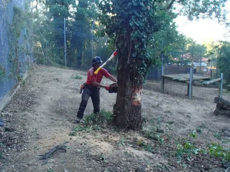 Un homme portant un équipement de sécurité utilise une tronçonneuse et une hache pour abattre un arbre en extérieur.