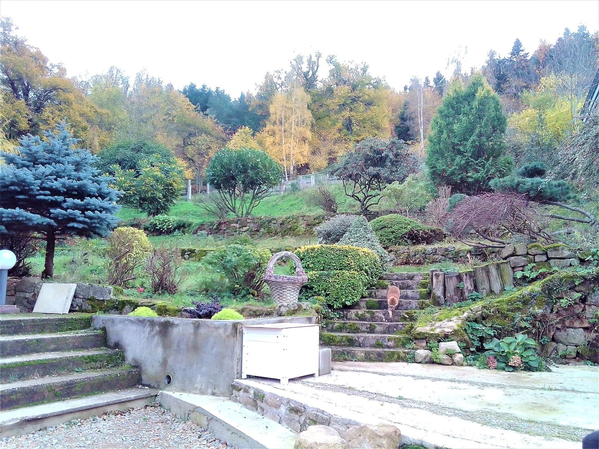 Jardin en terrasses avec marches en pierre et divers arbustes et arbres à flanc de colline.