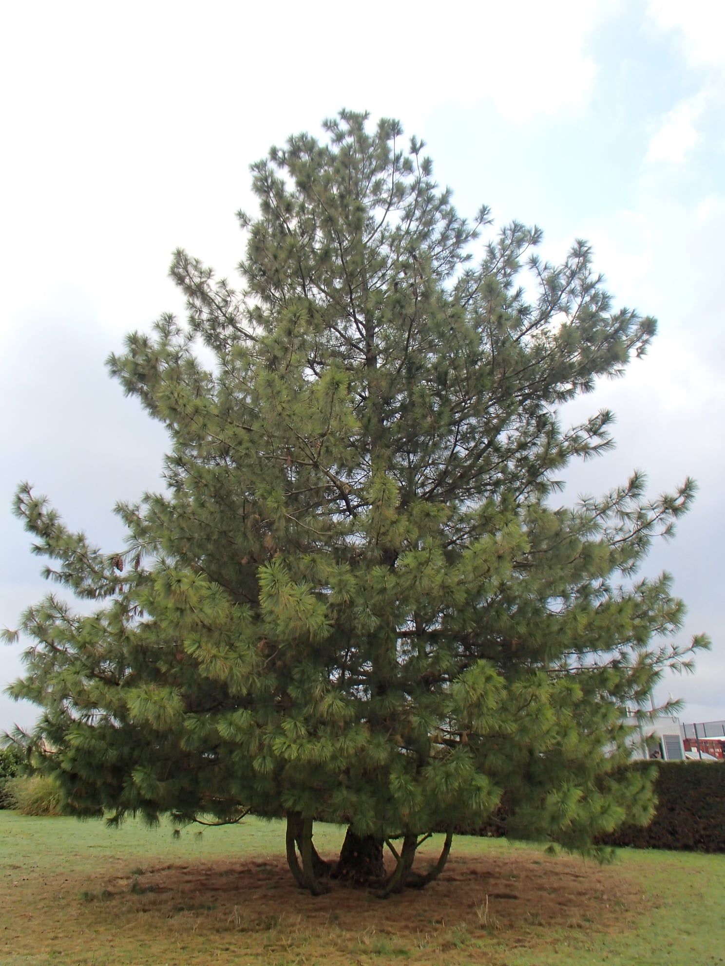 Grand pin sur une pelouse, sous un ciel nuageux.