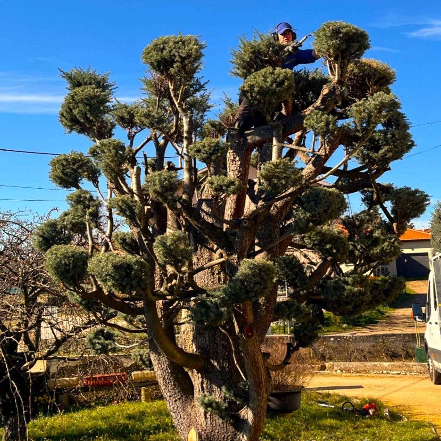 Un homme taille un arbre à plusieurs troncs au feuillage sphérique soigneusement taillé. Ciel bleu en arrière-plan.