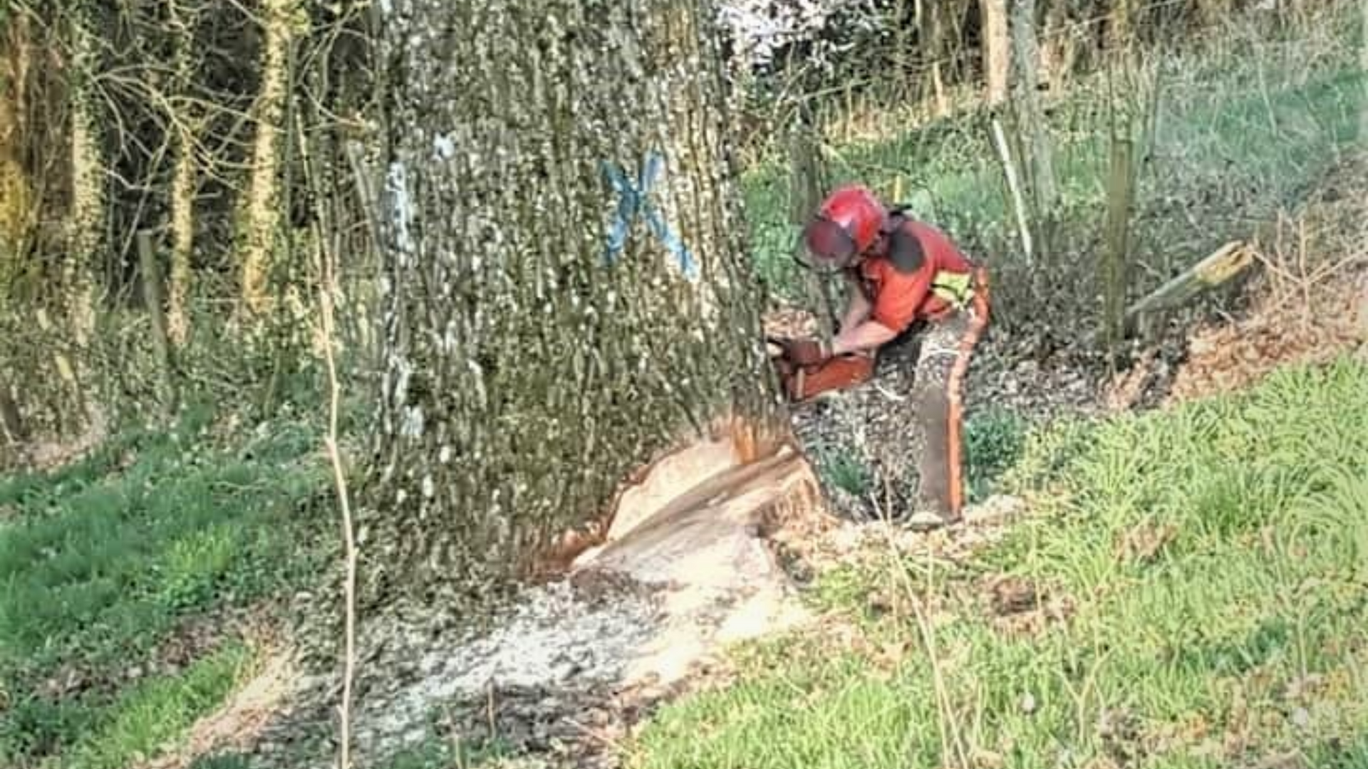 Une personne portant un équipement de sécurité utilise une tronçonneuse pour couper un arbre sur un versant herbeux.
