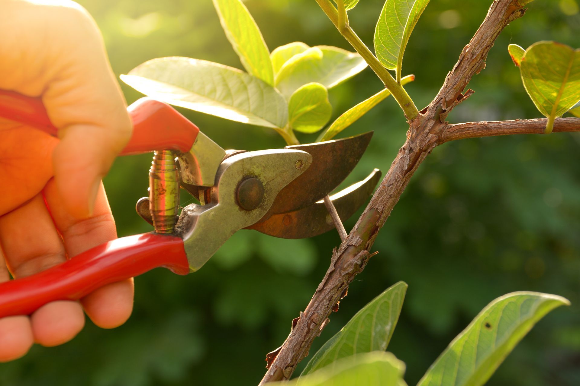 Taille manuelle d'une branche verte avec un sécateur à manche rouge.