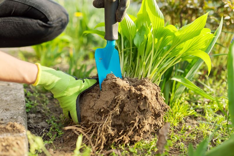 Une personne plante un jeune plant vert avec une truelle bleue dans un parterre de jardin.