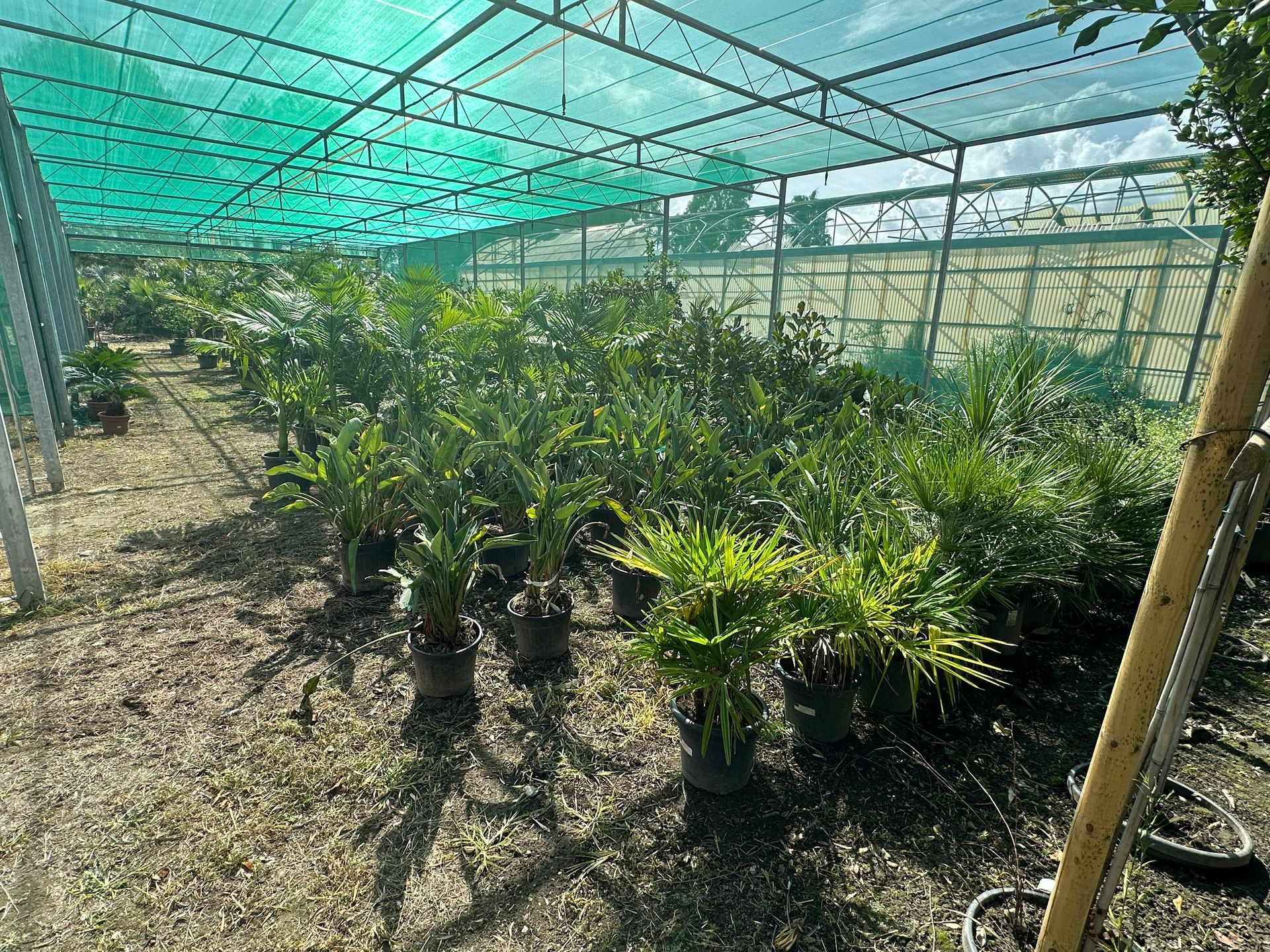 Palmiers sous serres