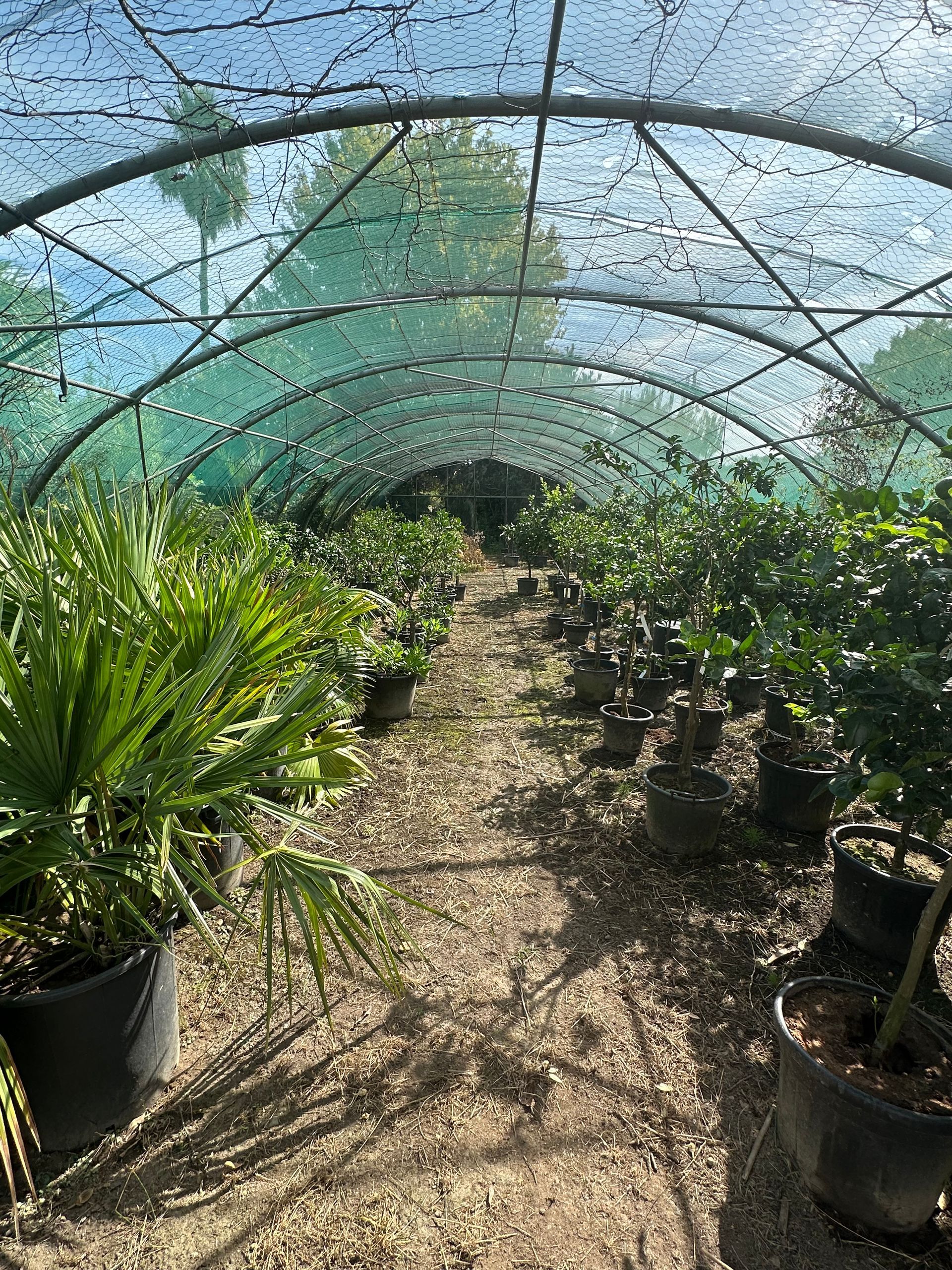 Petits arbres sous serre