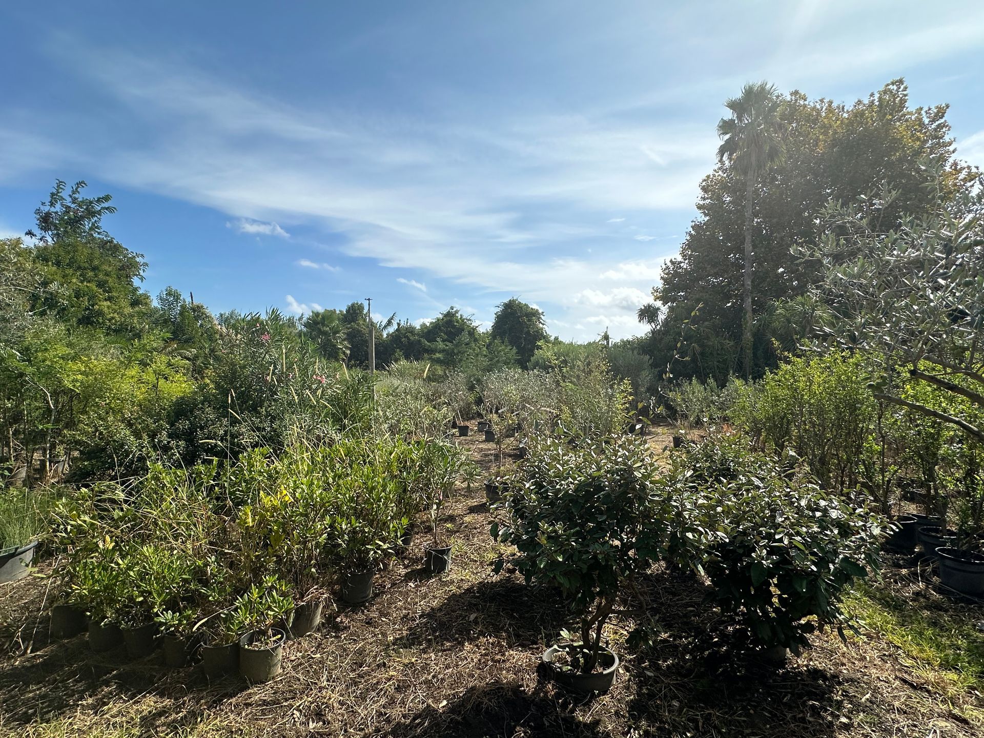 Arbustes en pot en extérieur