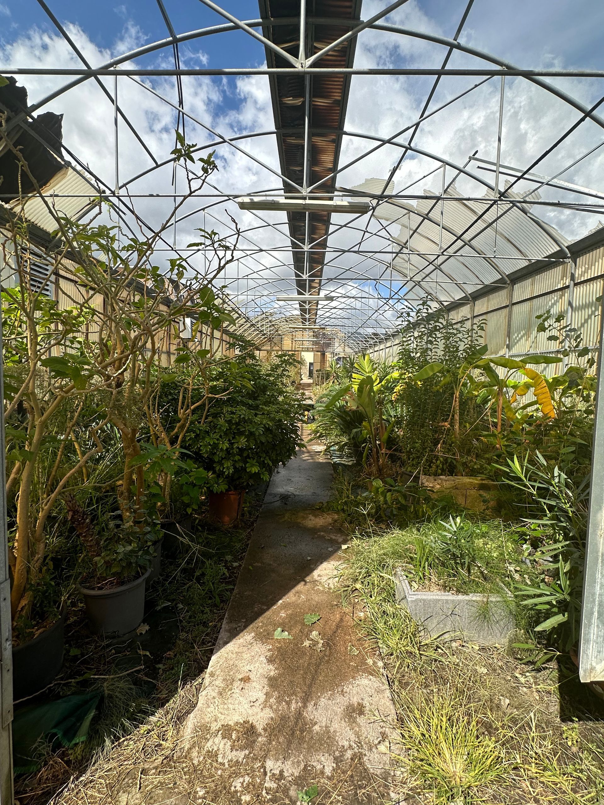 Plantes et arbres sous serre