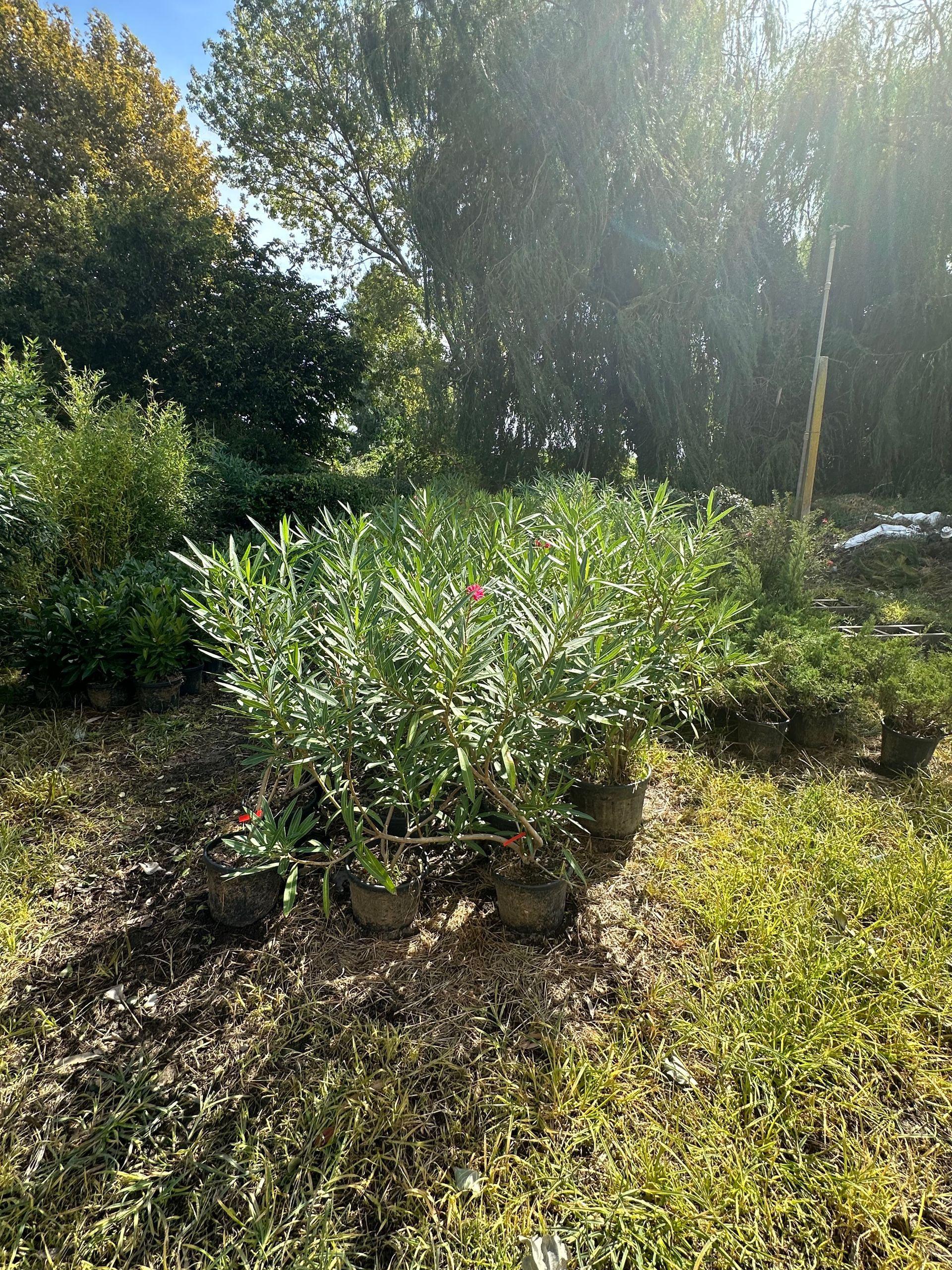 Plantes extérieures en pot