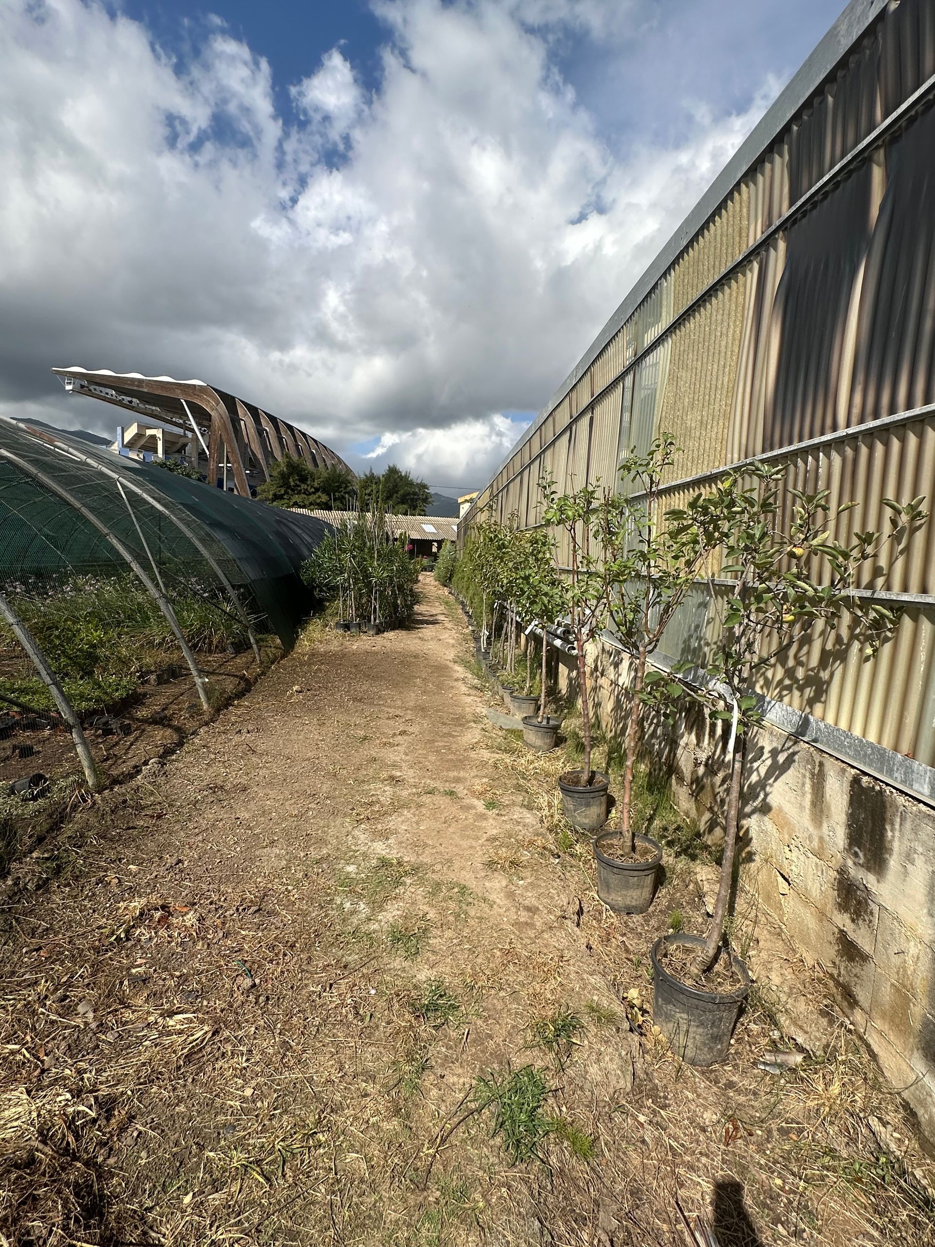 Petits arbres en pots stockés en extérieur