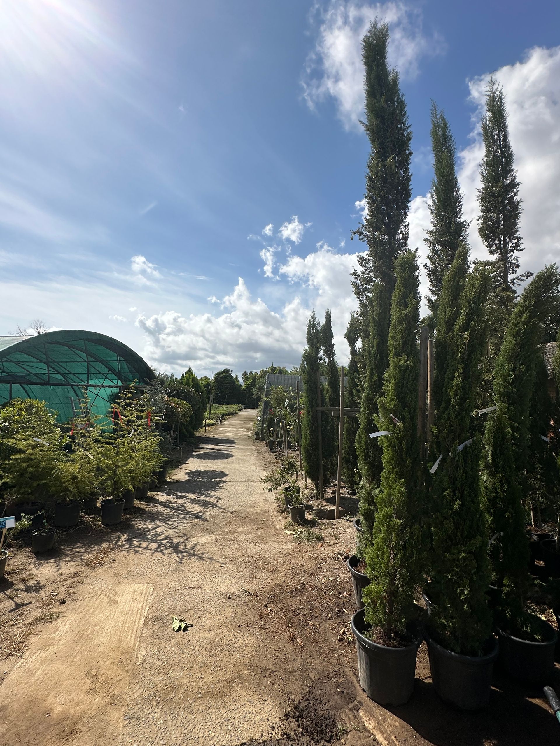 Allée avec des sapins et serres